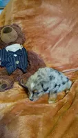 Little Pirate, a male Miniature Australian Shepherd for sale in Whitehall, MT – 3 of 3
