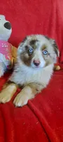 Montana, a female Miniature Australian Shepherd for sale in Whitehall, MT – Photo 2 of 2