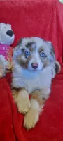 Montana, a female Miniature Australian Shepherd for sale in Whitehall, MT – Photo 1 of 2