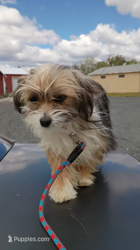 Lucky – Maltese, Yorkshire Terrier puppy for sale in Whitehall, MT