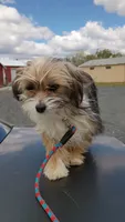Lucky, a male Maltese and Yorkshire Terrier for sale in Whitehall, MT – 1 of 2