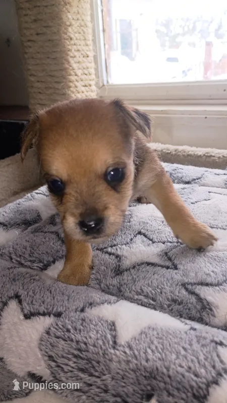 Chorkie – Chihuahua, Yorkshire Terrier puppy for sale in Whitehall, MT