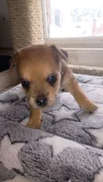 Chorkie, a male Chihuahua and Yorkshire Terrier for sale in Whitehall, MT – 1 of 4