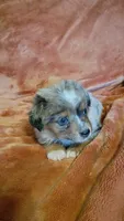 Little Pirate, a male Miniature Australian Shepherd for sale in Whitehall, MT – 2 of 3