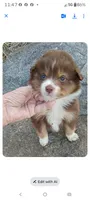 Saffire, a female Miniature Australian Shepherd for sale in Whitehall, MT – Photo 5 of 5