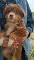 Saffire, a female Miniature Australian Shepherd for sale in Whitehall, MT – Photo 2 of 5