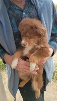 Saffire, a female Miniature Australian Shepherd for sale in Whitehall, MT – Photo 3 of 5