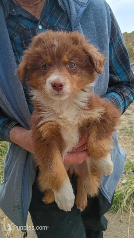 Saffire – Miniature Australian Shepherd puppy for sale in Whitehall, MT