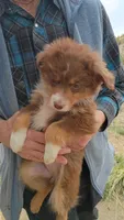 Saffire, a female Miniature Australian Shepherd for sale in Whitehall, MT – Photo 4 of 5