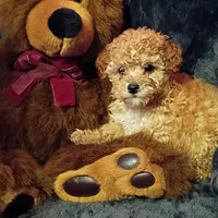 Juliet, a female Poodle - Toy  for sale in Whitehall, MT – Photo 3 of 3