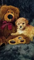 Juliet, a female Poodle - Toy  for sale in Whitehall, MT – Photo 3 of 3