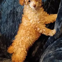 Juliet, a female Poodle - Toy  for sale in Whitehall, MT – Photo 1 of 3