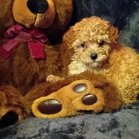 Juliet, a female Poodle - Toy  for sale in Whitehall, MT – Photo 2 of 3