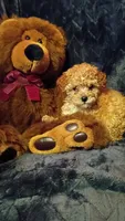 Juliet, a female Poodle - Toy  for sale in Whitehall, MT – Photo 2 of 3