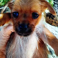 Penington, a male Maltese and Yorkshire Terrier for sale in Whitehall, MT – Photo 2 of 3