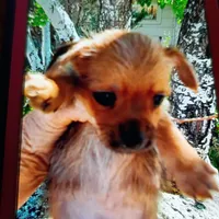 Penington, a male Maltese and Yorkshire Terrier for sale in Whitehall, MT – Photo 3 of 3