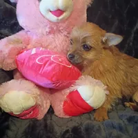 Penington, a male Maltese and Yorkshire Terrier for sale in Whitehall, MT – Photo 1 of 3