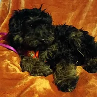Colbee, a male Miniature Aussiedoodle for sale in Whitehall, MT – Photo 3 of 5