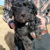 Colbee, a male Miniature Aussiedoodle for sale in Whitehall, MT – Photo 5 of 5