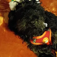 Colbee, a male Miniature Aussiedoodle for sale in Whitehall, MT – Photo 2 of 5