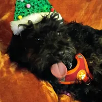 Colbee, a male Miniature Aussiedoodle for sale in Whitehall, MT – Photo 1 of 5