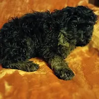Colbee, a male Miniature Aussiedoodle for sale in Whitehall, MT – Photo 4 of 5