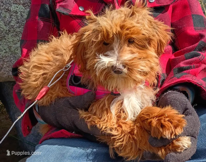 Cubby – Miniature Aussiedoodle puppy for sale in Whitehall, MT