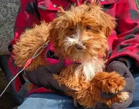 Cubby, a male Miniature Aussiedoodle for sale in Whitehall, MT – 1 of 1