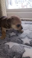 Chorkie, a male Chihuahua and Yorkshire Terrier for sale in Whitehall, MT – 4 of 4