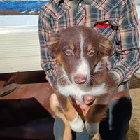 Darin, a male Miniature Australian Shepherd for sale in Whitehall, MT – 1 of 1