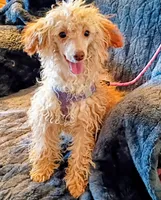 Juliet, a female Poodle - Toy  for sale in Whitehall, MT – 3 of 4