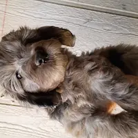 Mocha, a male Miniature Aussiedoodle for sale in Whitehall, MT – Photo 4 of 5