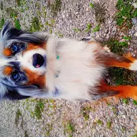 Mocha, a male Miniature Aussiedoodle for sale in Whitehall, MT – Photo 3 of 5