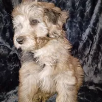 Mocha, a male Miniature Aussiedoodle for sale in Whitehall, MT – Photo 1 of 5