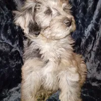 Mocha, a male Miniature Aussiedoodle for sale in Whitehall, MT – Photo 2 of 5