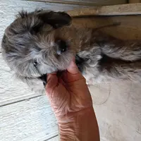 Mocha, a male Miniature Aussiedoodle for sale in Whitehall, MT – Photo 5 of 5