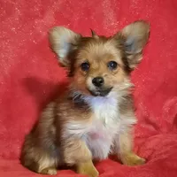 Zippy, a male Chihuahua and Yorkshire Terrier for sale in Whitehall, MT – Photo 5 of 5