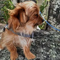 Zippy, a male Chihuahua and Yorkshire Terrier for sale in Whitehall, MT – Photo 4 of 5