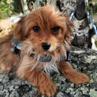 Zippy, a male Chihuahua and Yorkshire Terrier for sale in Whitehall, MT – Photo 3 of 5