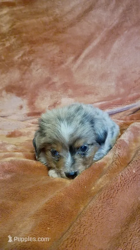 Little Pirate – Miniature Australian Shepherd puppy for sale in Whitehall, MT