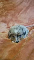 Little Pirate, a male Miniature Australian Shepherd for sale in Whitehall, MT – 1 of 3