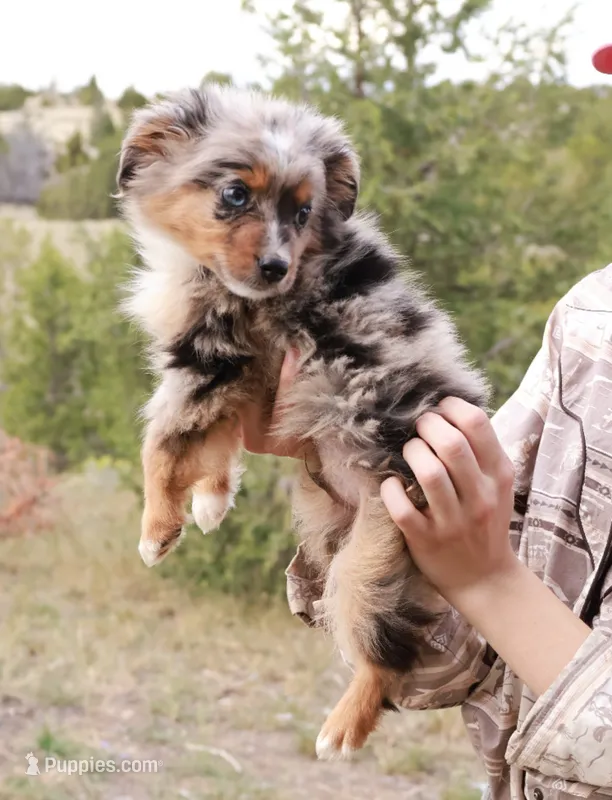 Little Pirate – Miniature Australian Shepherd puppy for sale in Whitehall, MT