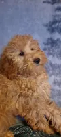 Twinkle, a female Poodle - Miniature  for sale in Whitehall, MT – Photo 3 of 5