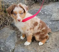 Azure, a female Miniature Australian Shepherd for sale in Whitehall, MT – Photo 2 of 5