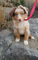 Azure, a female Miniature Australian Shepherd for sale in Whitehall, MT – Photo 3 of 5