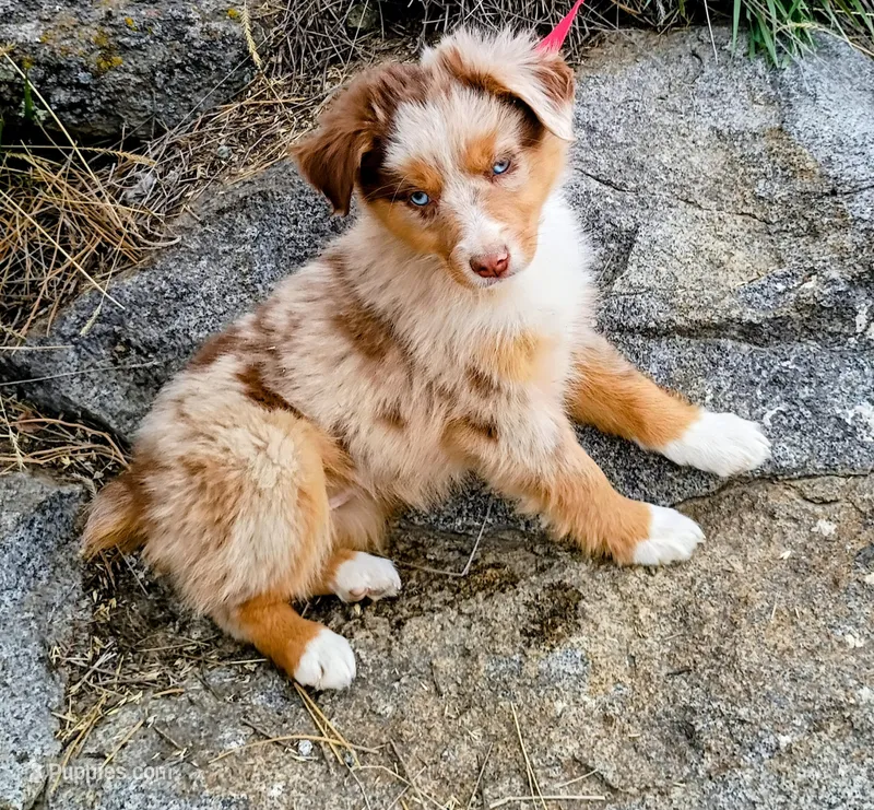 Azure – Miniature Australian Shepherd puppy for sale in Whitehall, MT