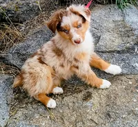Azure, a female Miniature Australian Shepherd for sale in Whitehall, MT – Photo 1 of 5