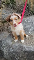 Azure, a female Miniature Australian Shepherd for sale in Whitehall, MT – Photo 4 of 5