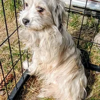 Jangles, a male Maltese and Yorkshire Terrier for sale in Whitehall, MT – Photo 1 of 3