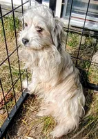 Jangles, a male Maltese and Yorkshire Terrier for sale in Whitehall, MT – Photo 1 of 3